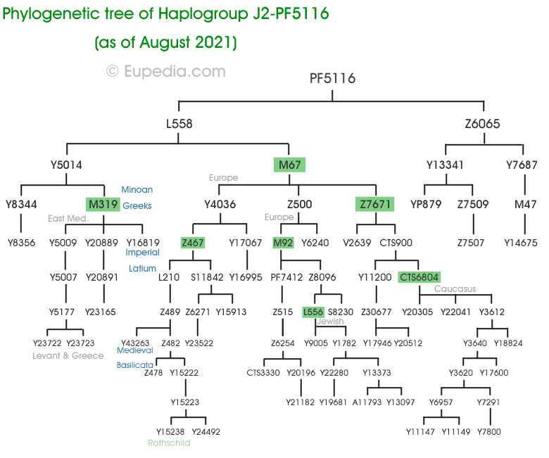 Arbre phylogntique de l'haplogroupe J2a1-PF5116 (Y-ADN) - Eupedia