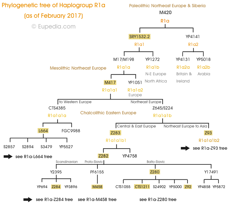 Arbre phylogntique de l'haplogroupe R1a (ADN-Y) - Eupedia