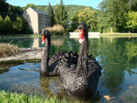 Black swans, Gardens of Annevoie