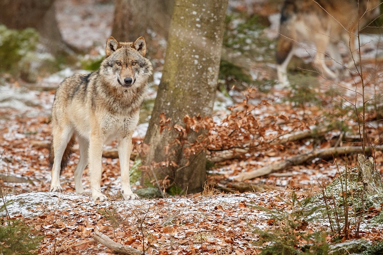 Eurasian wolf in the Bavarian Forest National Park (© Vladimir Cech | Dreamstime.com) Eurasian wolf in the Bavarian Forest National Park (© Vladimir Cech | Dreamstime.com)