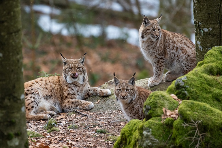 Lynxes in the Bavarian Forest National Park (© Boguslaw Chyla | Dreamstime.com) Lynxes in the Bavarian Forest National Park (© Boguslaw Chyla | Dreamstime.com)