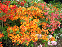 Azaleas, park of Enghien