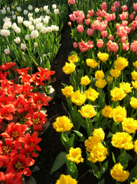 Tulips, Keukenhof