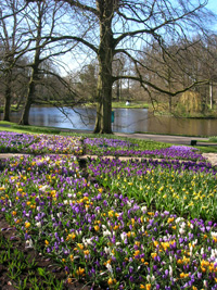 Crocuses, Keukenhof