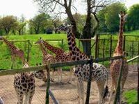 Giraffes, Longleat Safari Park