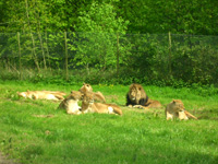 Lions, Longleat Safari Park