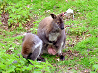 Wallabies, Longleat Safari Park
