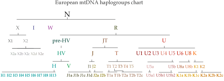 mtdna-haplogroup-chart.gif