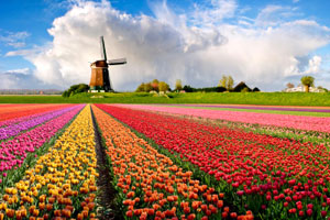 Windmill surrounded by tulip fields