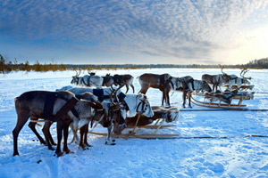 Parc national de Pallas-Yllstunturi  Finlande