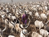 Dinka_Legendary_Cattle_Keepers_1.800w_600h.jpg