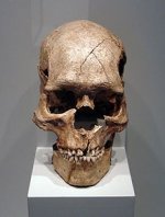 220px-Homo_sapiens_Combe_Capelle.jpg