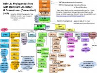 R1b-L21_Descendency_Tree.jpg