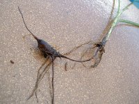 Cyperus_rotundus_tuber01.jpg