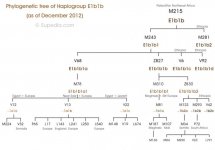 E1b1b-tree.jpg