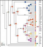 Trombetta 2015 Phylogeny for E.jpg