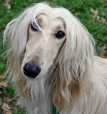 afghan-hound-flickr-diveofficer-cropped.jpg