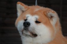 Shiba+Inu+dog.jpg