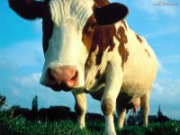 How-Now-Brown-Cow-,-Hertogenbosch,-Holland.jpg