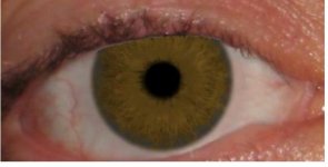 My predicted eye color.jpg