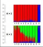 The Italian Genome-Italian variation through Admixture analysis.jpg The Italian Genome-Italian variation through Admixture analysis.jpg