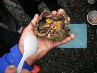james-island-sea-urchin-raw-eggs.jpg