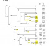 Sims et al Y dna break down of African American men.jpg Sims et al Y dna break down of African American men.jpg