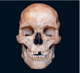 Villabruna-frontal view.PNG