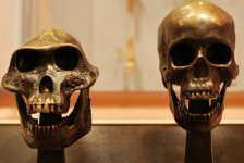 skulls.jpg