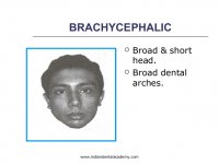 brachycephalic.jpg