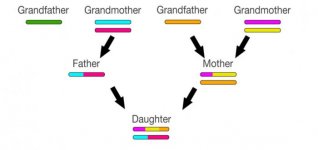 x chromosome inheritance.jpg