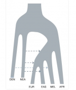 Vernot et al 2017 Neanderthals.PNG