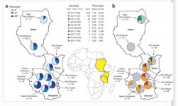 Tishkoff 2017 Convergent evolution of LP in Europeans and Africans.jpg