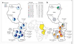 Tishkoff 2017 Convergent evolution of LP in Europeans and Africans.jpg Tishkoff 2017 Convergent evolution of LP in Europeans and Africans.jpg
