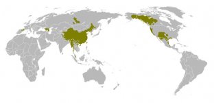 Dené-Caucasian.JPG