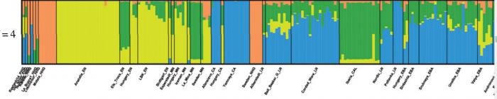 Globular Amphora-Admixture.jpg Globular Amphora-Admixture.jpg