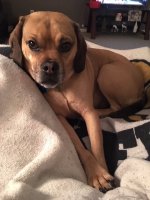 Jack Lap Dog.jpg