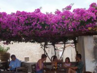 bougainv.Monemv.jpg bougainv.Monemv.jpg