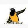 Turpial