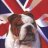 ukbulldog