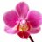 Orchid