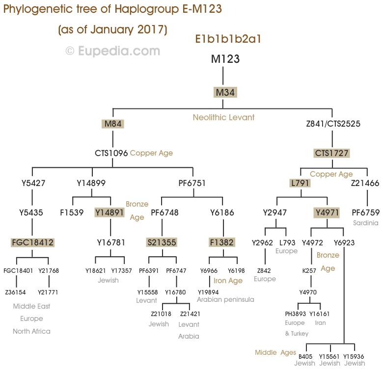 Drzewo filogenetyczne haplogrupy E-M123 (Y-DNA) - Eupedia