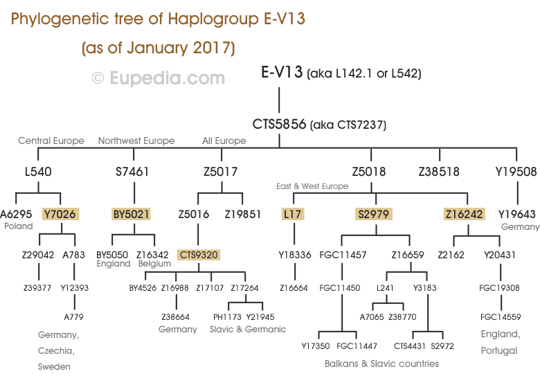 Филогенетическое дерево гаплогруппы E-V13 (Y-ДНК) - Eupedia