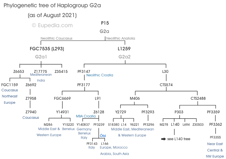 Phylogenetischer Baum der Haplogruppe G2a (Y-DNA) - Eupedia