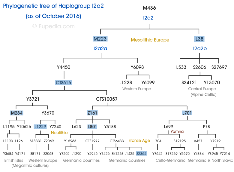 Drzewo filogenetyczne haplogrupy I2a2 (Y-DNA) - Eupedia