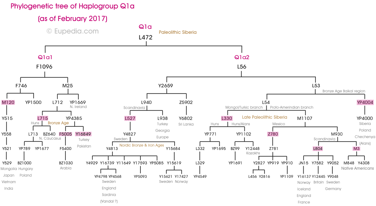 Phylogenetic tree of haplogroup Q1a (Y-DNA) - Eupedia