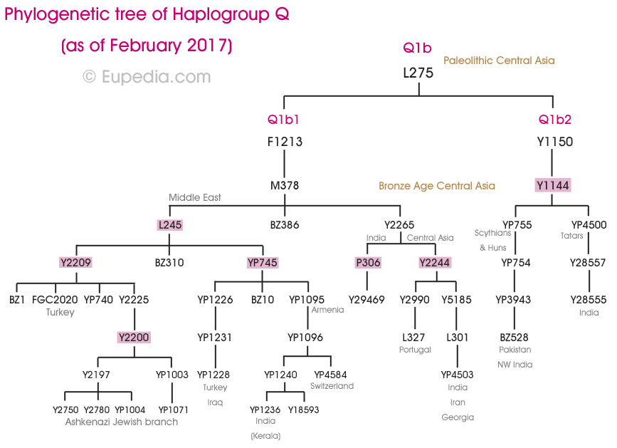 Drzewo filogenetyczne haplogrupy Q1b (Y-DNA) - Eupedia