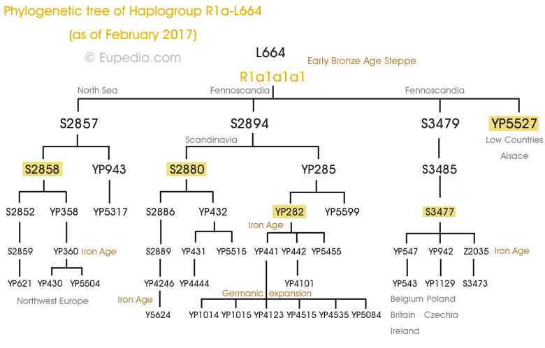 Arbre phylogénétique de l'haplogroupe R1a-L664 (ADN-Y) - Eupedia