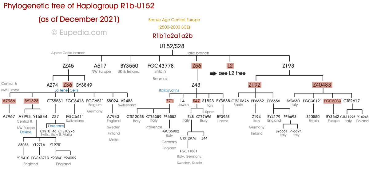 Phylogenetic tree of haplogroup R1b-S28/U152 (Y-DNA) - Eupedia