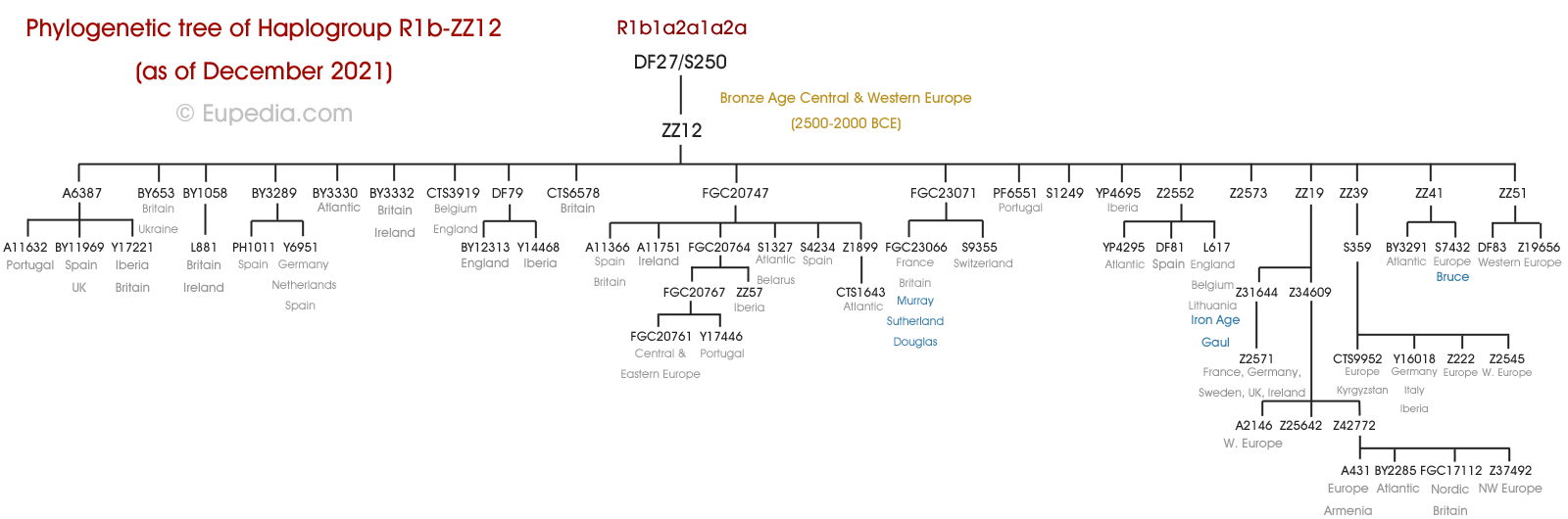 Phylogenetic tree of haplogroup R1b-ZZ12 (Y-DNA) - Eupedia